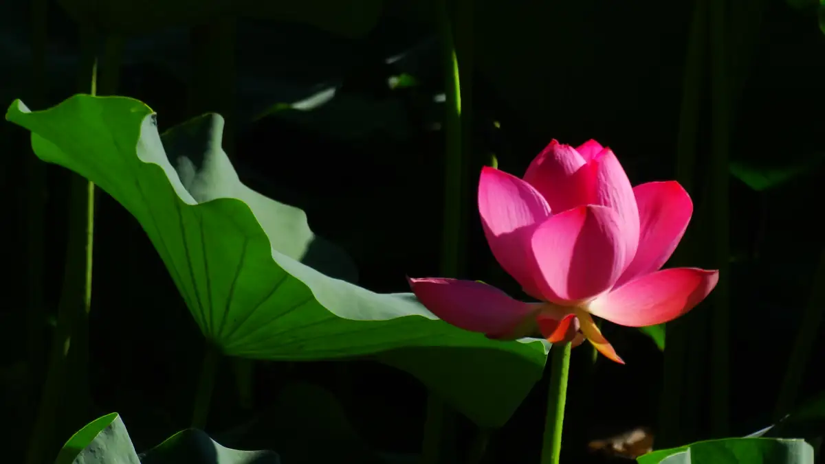 Beihai Park Beijing Guide 2026: Imperial Gardens, White Dagoba & Lotus Flowers