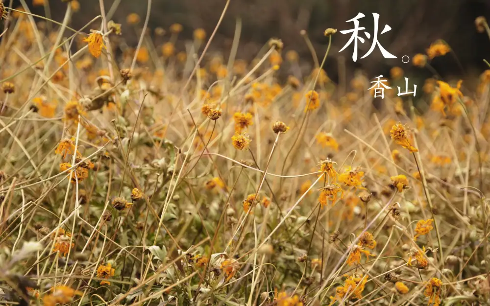 Xiangshanjingyi Autumn Leaves Scenery, Beijing