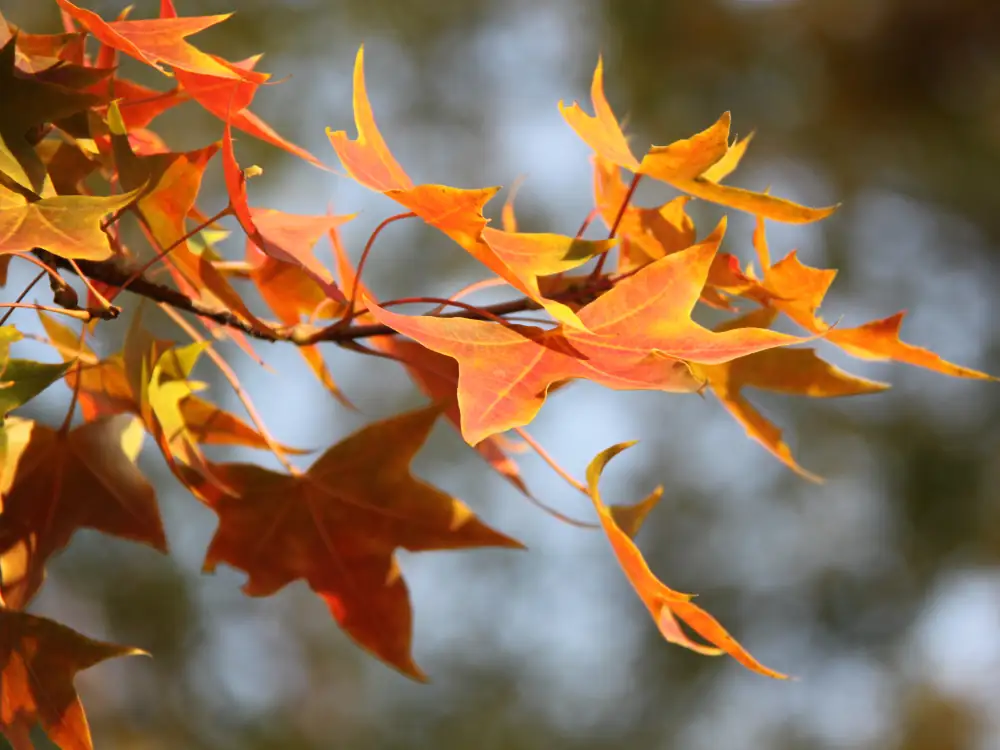 Beigongshan Autumn Leaves Scenery