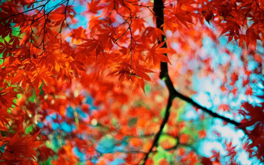Shangfengshengdixiangshan Autumn Leaves Scenery