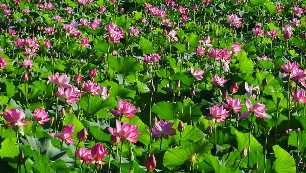 Park Scenery, Beijing, Beihai