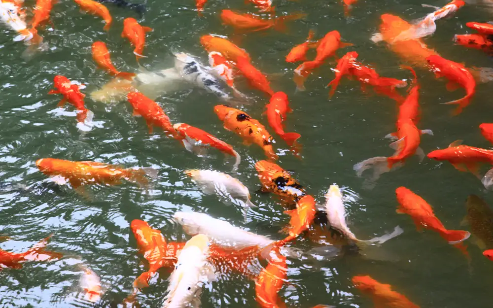 Tianfuguosheyinger, Sichuan, Chengdu