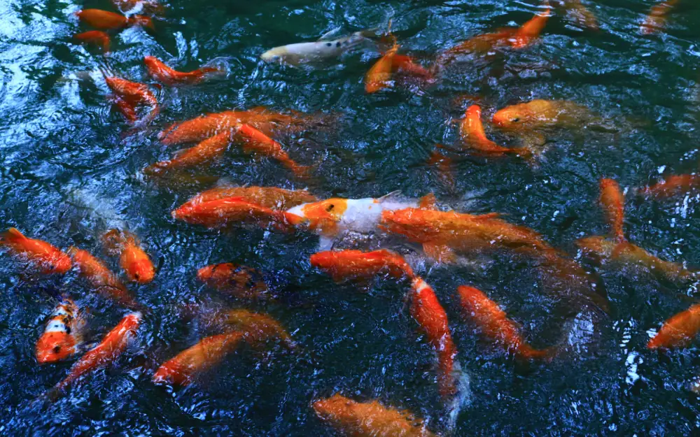 Tianfuguosheyinger, Sichuan, Chengdu