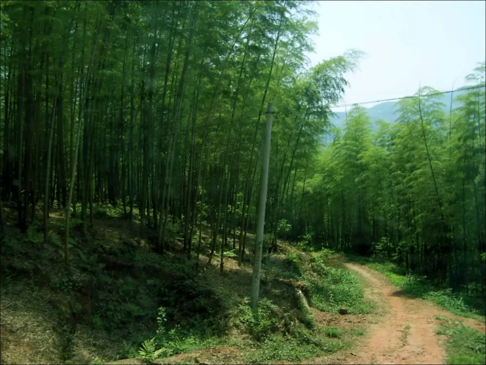 Shunanzhuhai Landscape