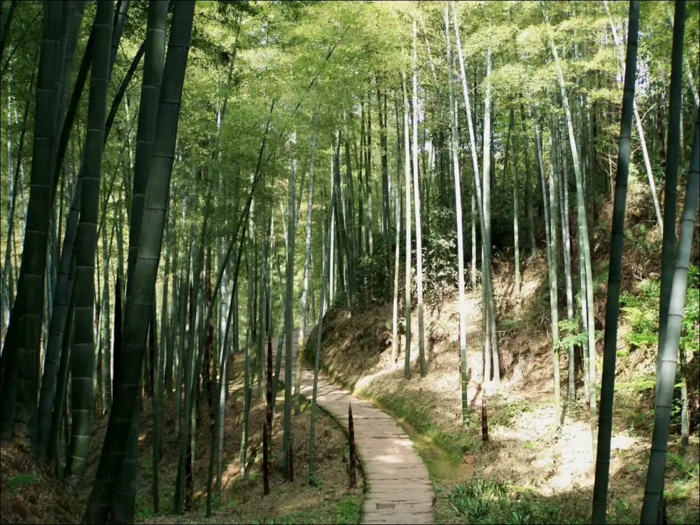 Shunanzhuhai Landscape