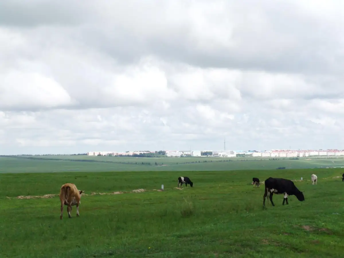 Inner Mongolia Guide 2026: Grasslands, Gobi Desert & Nomadic Culture
