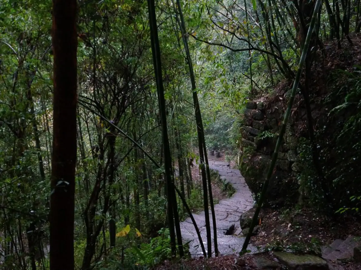 Wuyi Mountain Fujian Guide 2026: UNESCO Oolong Tea Country, Rafting & Ancient Trails