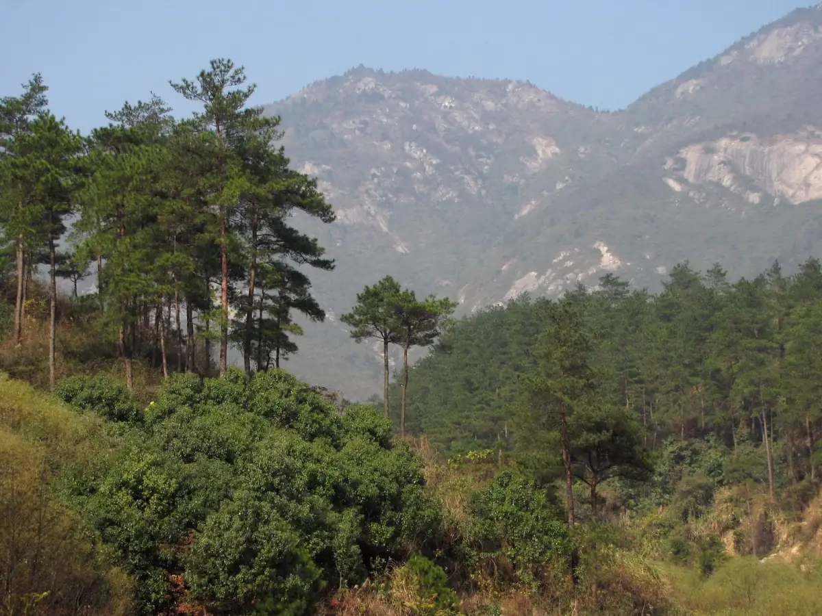 Zhangjiajie Complete Visit Guide 2026: Which Parks, Which Scenery & Complete Logistics