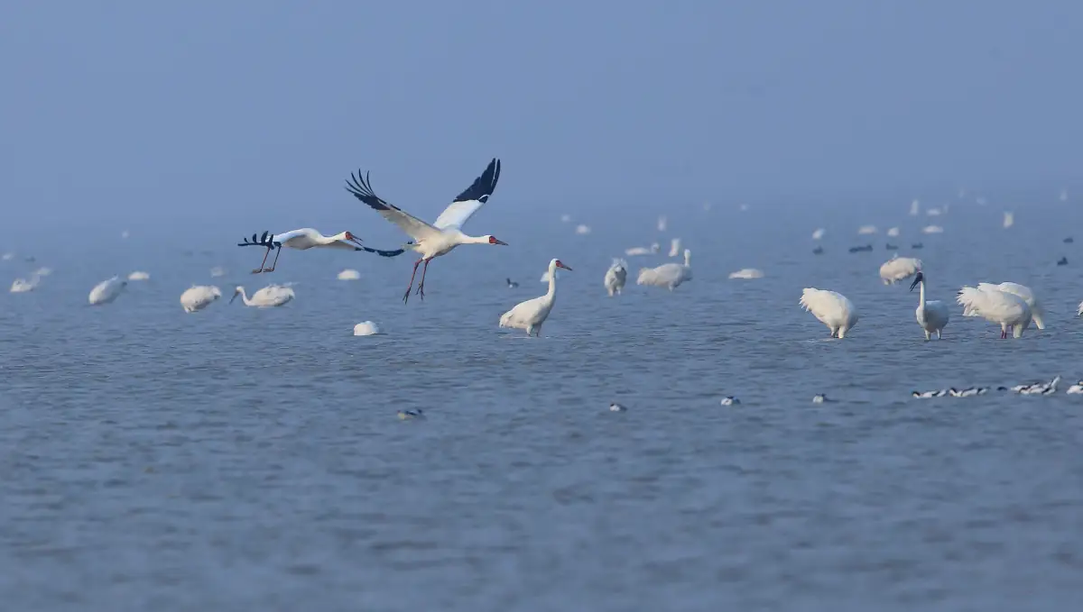 Jiangxi Travel Guide: Lushan Mountains, Jingdezhen Porcelain & Poyang Lake