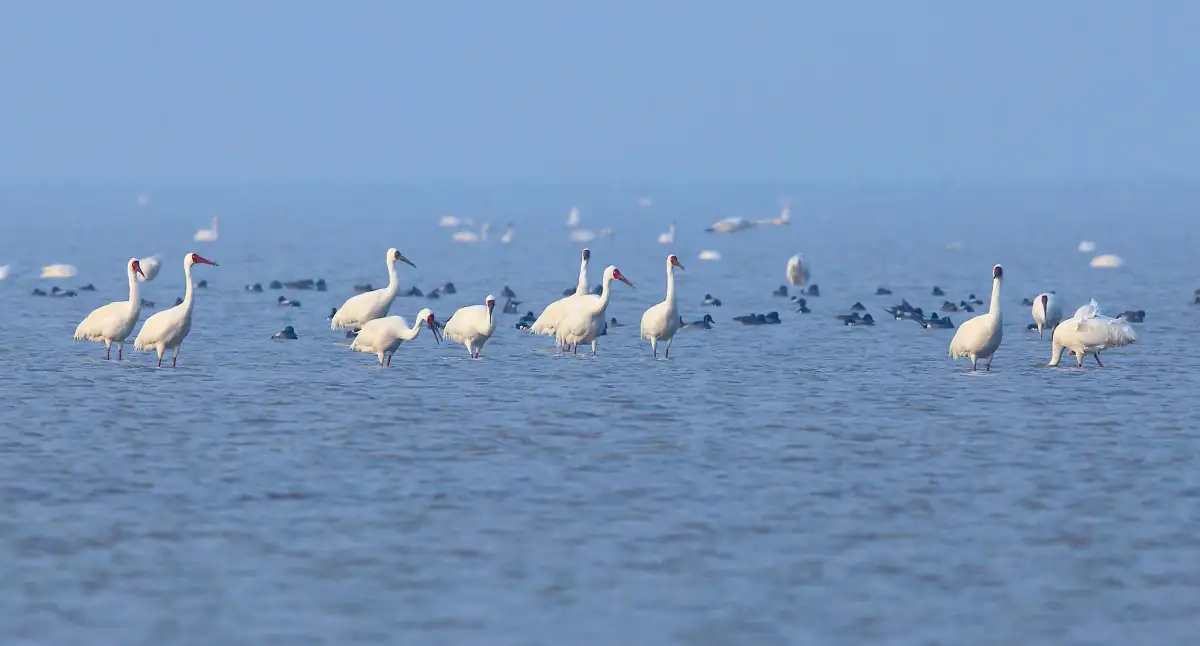 Poyang Lake Jiangxi Guide 2026: China's Largest Freshwater Lake & Crane Migration