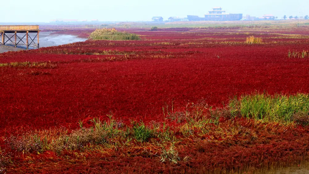 Panjinhong Beach Scenery, Liaoning