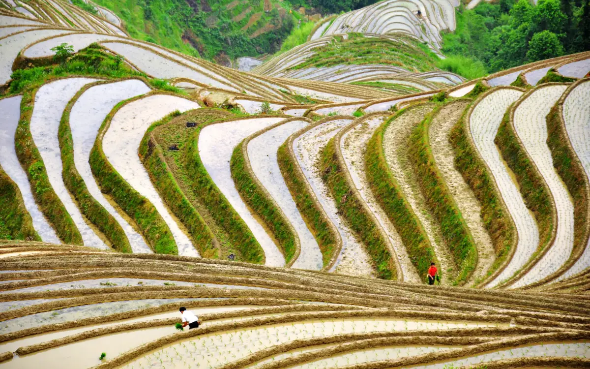 Longji Rice Terraces Guide 2026: Ping'an & Dazhai Viewpoints from Guilin