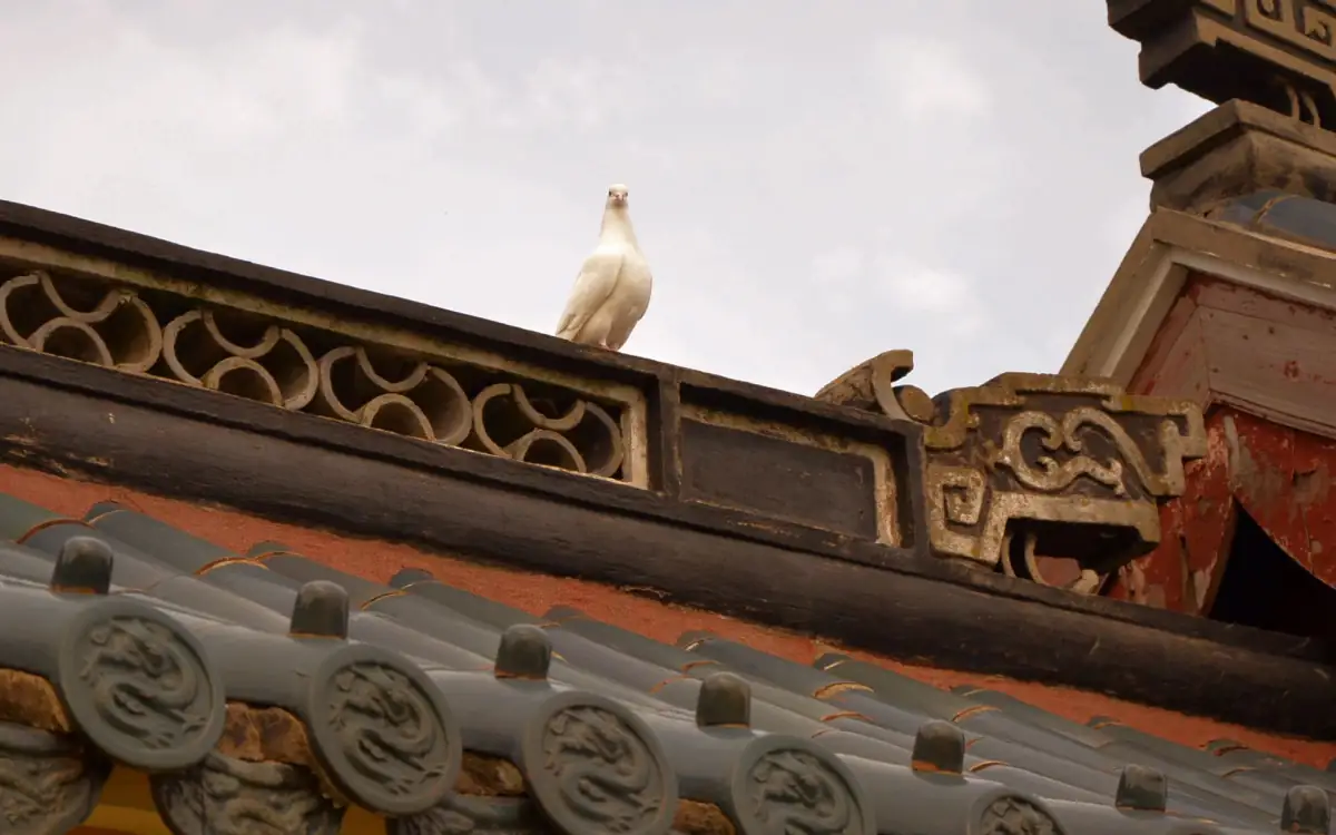 Putuoshan Island Guide: China's Sacred Guanyin Island & Buddhist Pilgrimage in Zhejiang