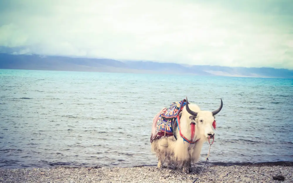 Hu Natural Scenery, Qinghai