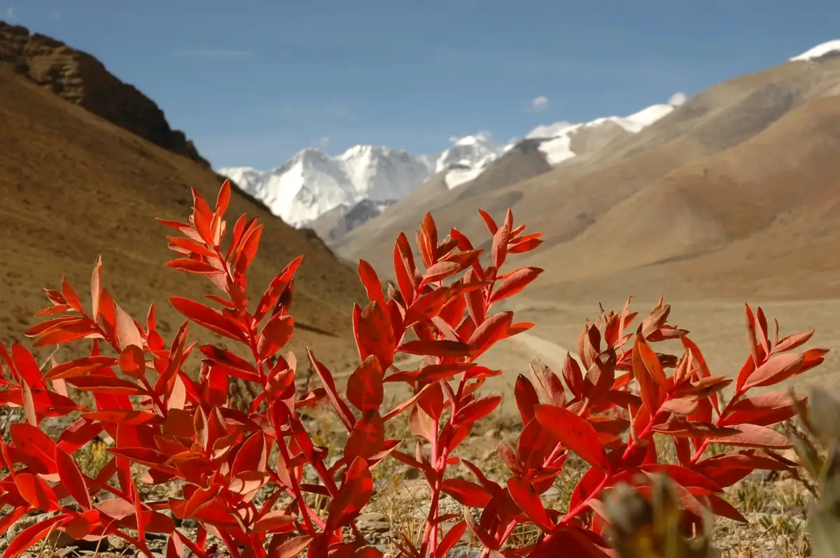 Golmud Qinghai Guide 2026: Gateway to Tibet, Desert Landscape & Qaidam Basin