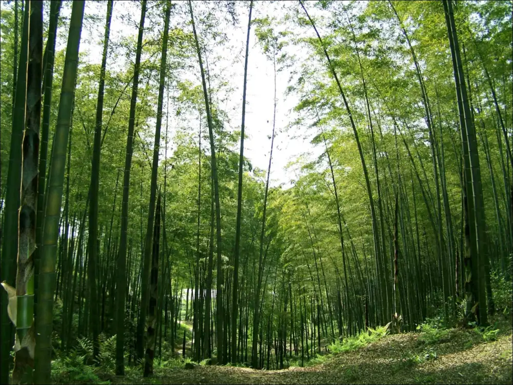 Shunanzhuhai Landscape