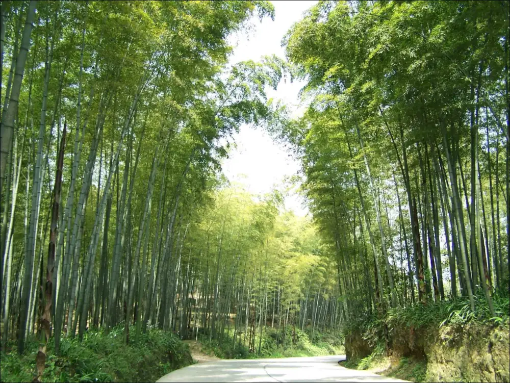 Shunanzhuhai Landscape
