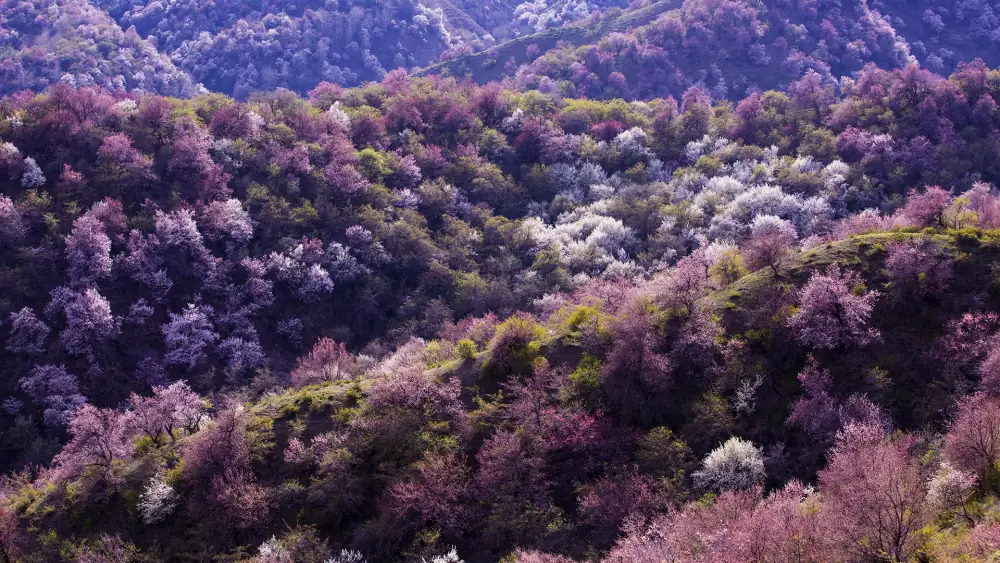 Scenery, Xinjiang, Yili