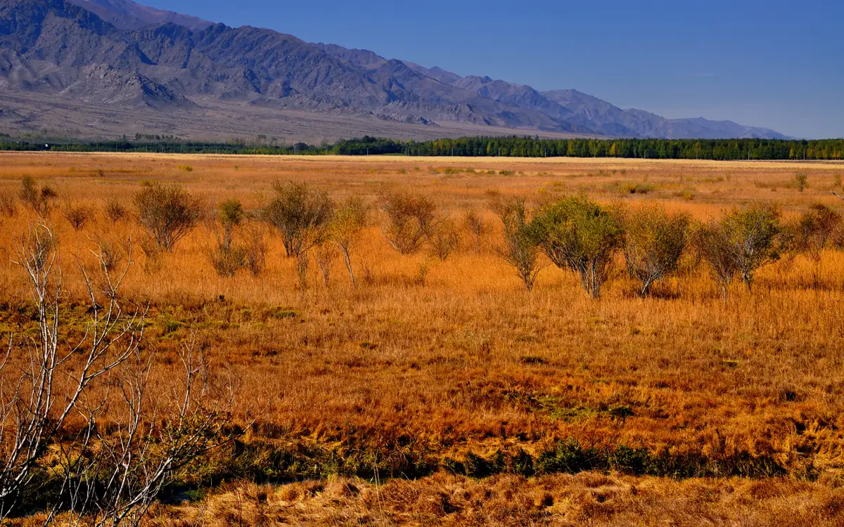 Ili River Valley Xinjiang Guide 2026: Lavender Fields, Kazakh Nomads & Spring Flowers