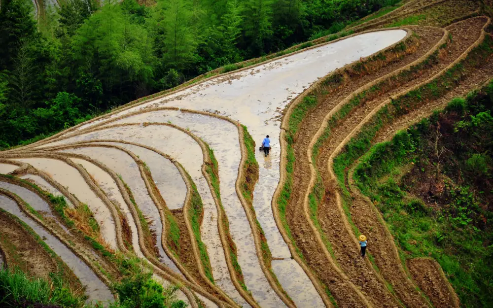 Longji Rice Terraces Landscape, Guangxi