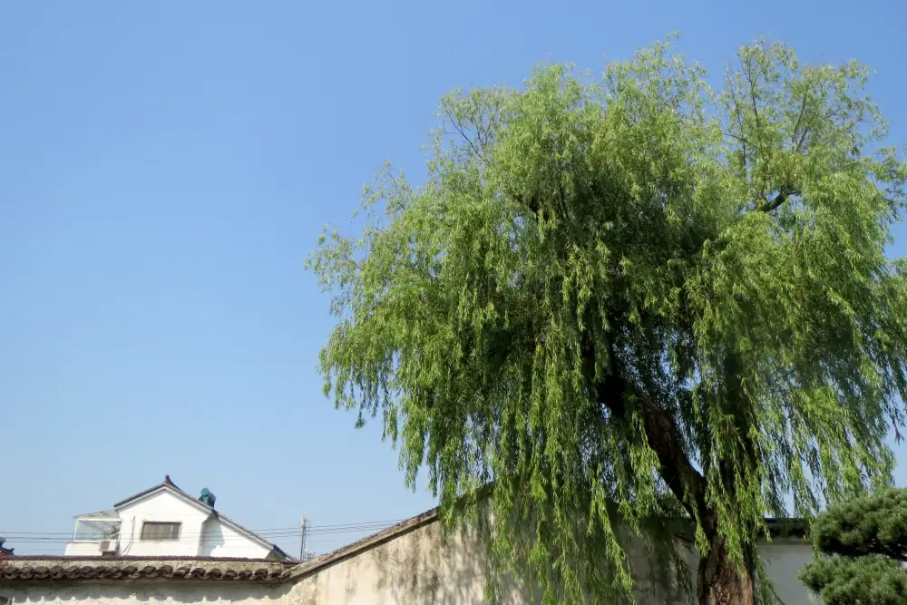 Gudianmingyuanliu Garden Scenery, Suzhou