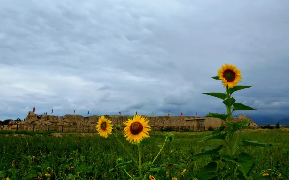 Zhenbeibaoyingshi City Scenery, Ningxia