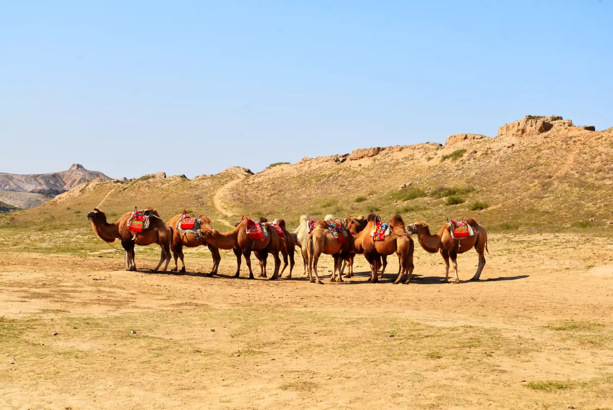 Ningxia Travel Guide 2026: Yinchuan, Western Xia Tombs & Helan Mountain