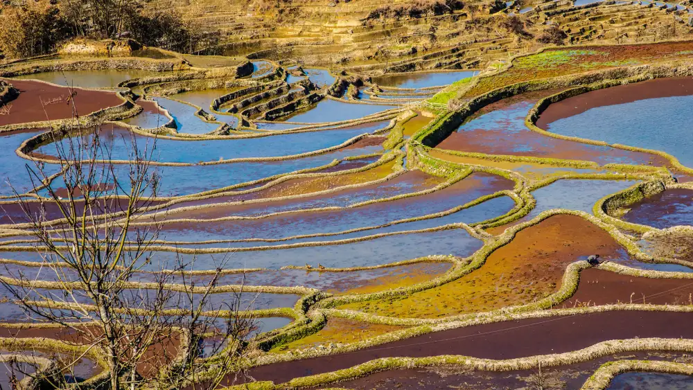 Qingkou Rice Terraces Scenery, Yunnan, Yuanyang