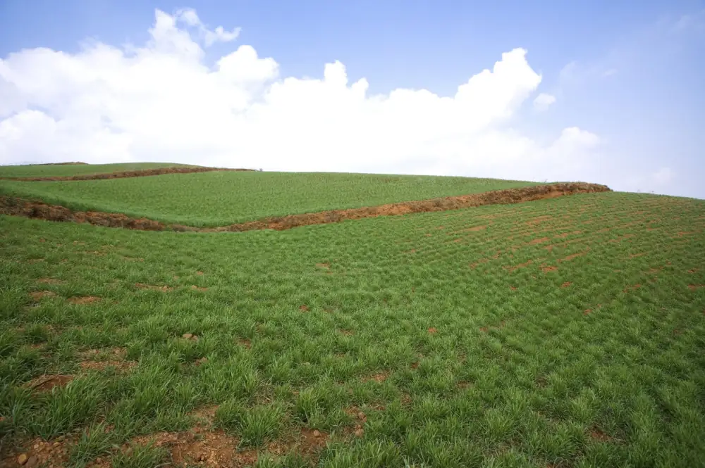Dashanshenchu Red Soil Gengdi, Yunnan