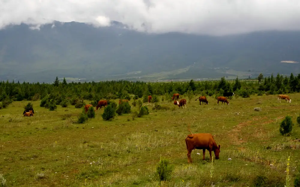Jade Dragon Snow Mountain Lanyuegu Scenery, Yunnan