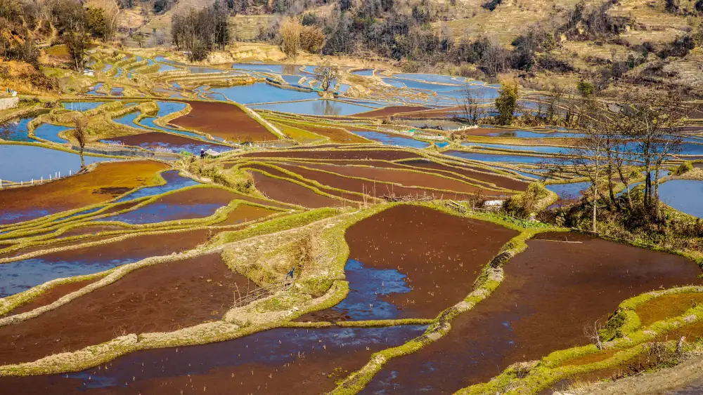 Qingkou Rice Terraces Scenery, Yunnan, Yuanyang