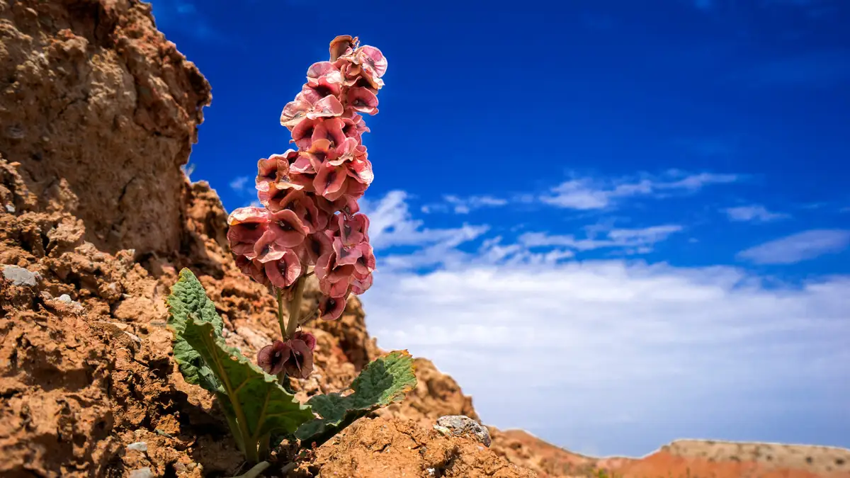 Zhangye Danxia Rainbow Mountains Guide: Getting There, Best Viewpoints & When to Go