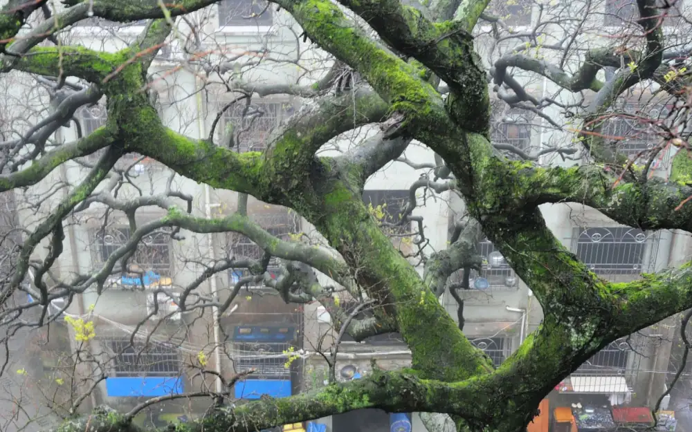 Putuoshan Scenery